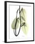 Pothos Leaves, X-ray-Koetsier Albert-Framed Photographic Print