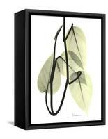 Pothos Leaves, X-ray-Koetsier Albert-Framed Stretched Canvas