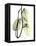 Pothos Leaves, X-ray-Koetsier Albert-Framed Stretched Canvas