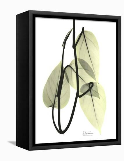 Pothos Leaves, X-ray-Koetsier Albert-Framed Stretched Canvas