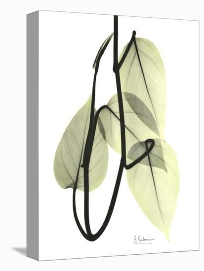 Pothos Leaves, X-ray-Koetsier Albert-Stretched Canvas