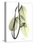 Pothos Leaves, X-ray-Koetsier Albert-Stretched Canvas
