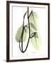 Pothos Leaves, X-ray-Koetsier Albert-Framed Photographic Print