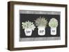 Potted Farm Arrangement Trio on Chalkboard-Janice Gaynor-Framed Photographic Print