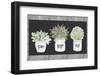 Potted Farm Arrangement Trio on Chalkboard-Janice Gaynor-Framed Photographic Print