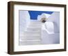 Potted Flowers On Staircase-Todd A. Gipstein-Framed Photographic Print