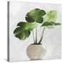 Potted Green Leaves-Asia Jensen-Stretched Canvas