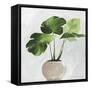 Potted Green Leaves-Asia Jensen-Framed Stretched Canvas