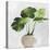 Potted Green Leaves-Asia Jensen-Stretched Canvas