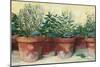 Potted Herbs I-Carol Rowan-Mounted Premium Giclee Print