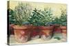 Potted Herbs I-Carol Rowan-Stretched Canvas