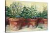 Potted Herbs I-Carol Rowan-Stretched Canvas