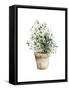 Potted Herbs-Katrina Pete-Framed Stretched Canvas