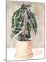 Potted Houseplant I-Jennifer Parker-Mounted Art Print