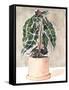 Potted Houseplant I-Jennifer Parker-Framed Stretched Canvas