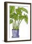 Potted Jungle III-Melissa Wang-Framed Art Print