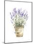 Potted Lavender-Katrina Pete-Mounted Art Print