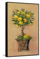 Potted Lemons-Barbara Mock-Framed Stretched Canvas