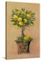 Potted Lemons-Barbara Mock-Stretched Canvas