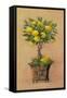 Potted Lemons-Barbara Mock-Framed Stretched Canvas