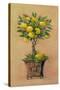 Potted Lemons-Barbara Mock-Stretched Canvas