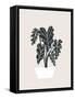 Potted Monsterra Plant 5-null-Framed Stretched Canvas