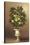 Potted Orange Tree-Welby-Stretched Canvas