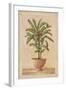 Potted Palm I-Welby-Framed Art Print