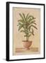 Potted Palm I-Welby-Framed Art Print