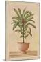 Potted Palm I-Welby-Mounted Art Print