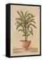 Potted Palm I-Welby-Framed Stretched Canvas