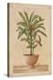 Potted Palm I-Welby-Stretched Canvas