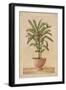 Potted Palm I-Welby-Framed Art Print