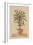 Potted Palm I-Welby-Framed Art Print