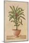 Potted Palm I-Welby-Mounted Art Print