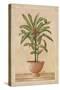 Potted Palm I-Welby-Stretched Canvas
