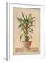 Potted Palm II-Welby-Framed Art Print