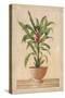 Potted Palm II-Welby-Stretched Canvas