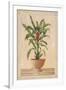 Potted Palm II-Welby-Framed Art Print