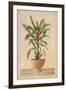 Potted Palm II-Welby-Framed Art Print