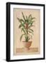 Potted Palm II-Welby-Framed Art Print