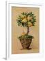 Potted Pears-Barbara Mock-Framed Giclee Print