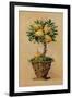 Potted Pears-Barbara Mock-Framed Giclee Print