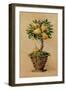 Potted Pears-Barbara Mock-Framed Giclee Print