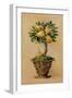 Potted Pears-Barbara Mock-Framed Giclee Print