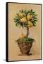 Potted Pears-Barbara Mock-Framed Stretched Canvas