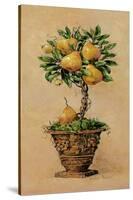 Potted Pears-Barbara Mock-Stretched Canvas