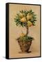 Potted Pears-Barbara Mock-Framed Stretched Canvas