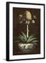 Potted Pineapple I-Vision Studio-Framed Art Print