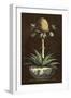 Potted Pineapple I-Vision Studio-Framed Art Print